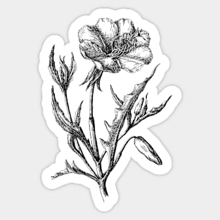 Poppy Flower Black and White Vintage Botanical Illustration Sticker